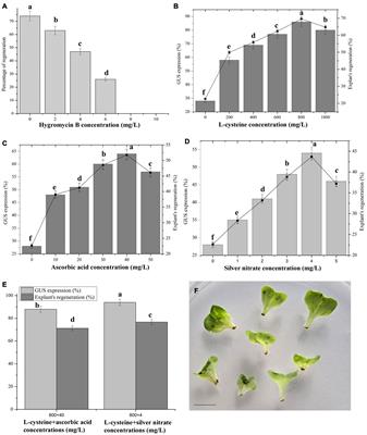 L-Cysteine Increases the Transformation Efficiency of Chinese Cabbage (Brassica rapa ssp. pekinensis)